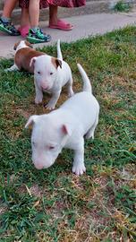 Cucciola di bull terrier standard