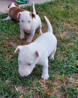 Cucciola di bull terrier standard