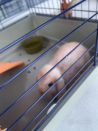 Coniglio ariete nano