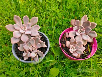 Pianta rosa del deserto