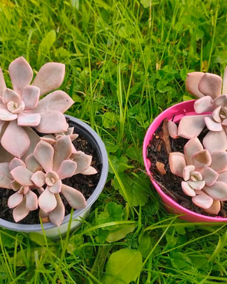 Pianta rosa del deserto