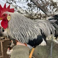 Livornesi selvatici argento/ collo argento