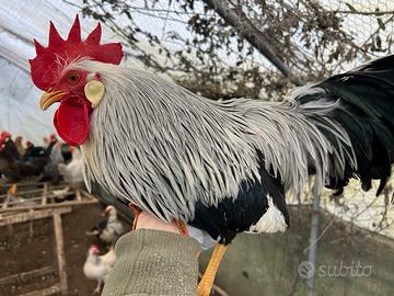 Livornesi selvatici argento/ collo argento