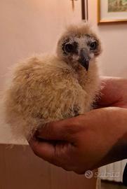 Pulli rapace Asio Clamator