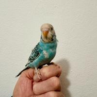 Cocorita allevata a mano