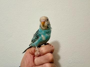 Cocorita allevata a mano