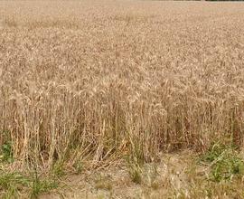 Vendesi terreno agricolo 25 ettari