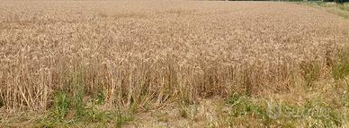 Vendesi terreno agricolo 25 ettari