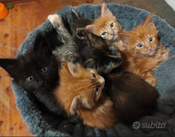 Cuccioli di Maine Coon