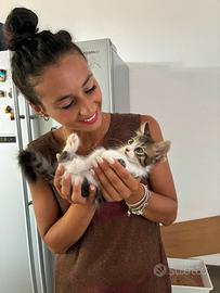 Gatto adotta pelo lungo pelo corto gattino