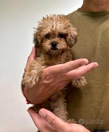 Maltipoo fulvo mini toy disponibile