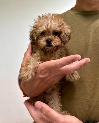 Maltipoo fulvo mini toy disponibile
