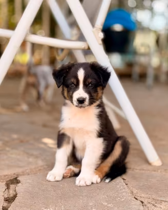 3 cuccioli Pastore Australiano black tricolor