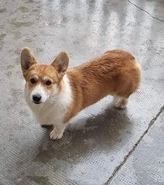 cucciola di welsh corgi pembroke