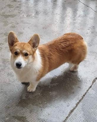 cucciola di welsh corgi pembroke