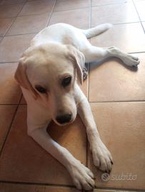 Cucciola labrador