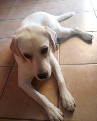 Cucciola labrador