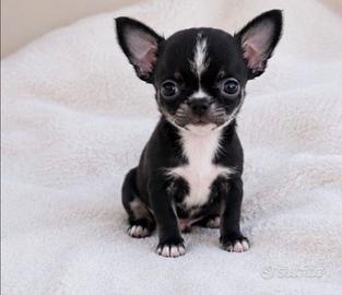 Chihuahua mini toy