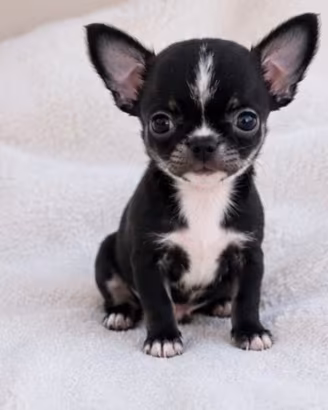Chihuahua mini toy