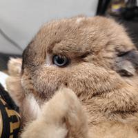 Coniglio ariete nano