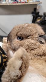 Coniglio ariete nano