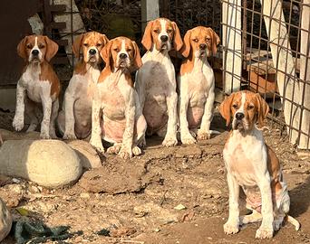 Cuccioli Pointer