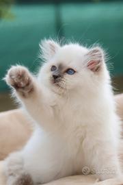Cuccioli gatto Sacro di Birmania