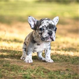 Bulldog francese maschio