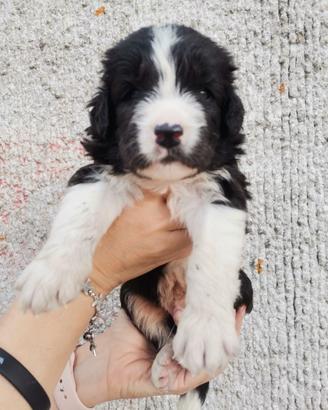 Cucciolotto in adozione ?