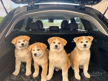 Cuccioli di akita