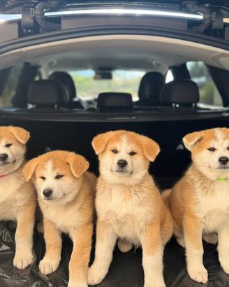 Cuccioli di akita