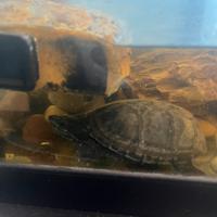 Tartaruga del muschio, non cresce oltre il 10 cm