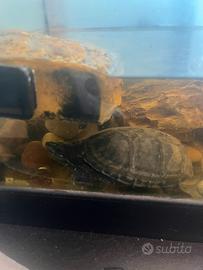 Tartaruga del muschio, non cresce oltre il 10 cm