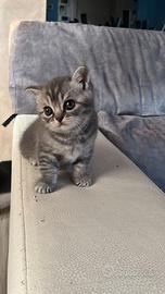 Cucciolo british shorthair tabby blotched