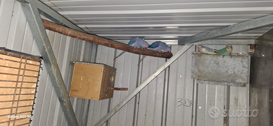 Parrocchetti dal collare femmine