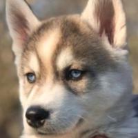Cuccioli husky occhi azzurri