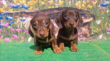 Cucciolo Bassotto Choco Tan Maschio