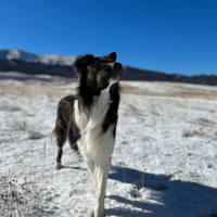 Raro Border Collie seal maschio per accoppiamento