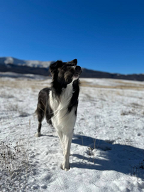 Raro Border Collie seal maschio per accoppiamento