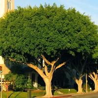 ALBERI FICUS MICROCARPA