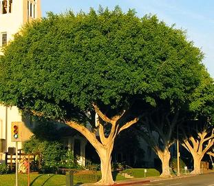 ALBERI FICUS MICROCARPA