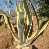 Agave
