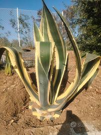 Agave