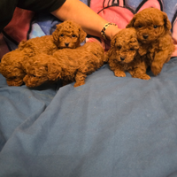 Barboncini toy red e neri