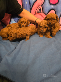 Barboncini toy red e neri