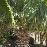 Semi Sabal Blackburniana e Cocos Plumosa/Australis