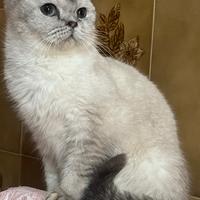 Gattina Scottish straight point