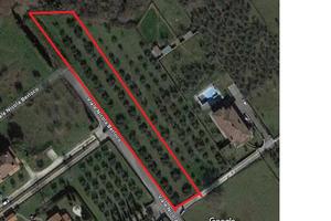 Terreno agricolo con piante di olive