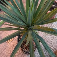 Yucca o Tronchetto della felicità