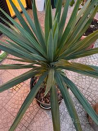 Yucca o Tronchetto della felicità